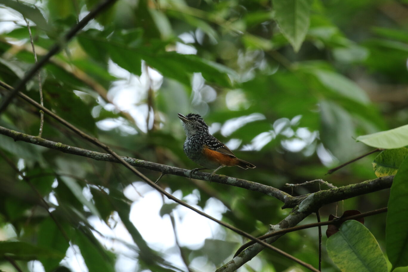 PERUVIAN WARBLING-ANTBIRD